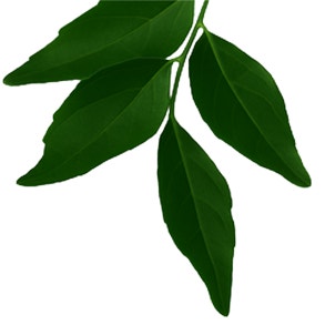 Curry Leaves