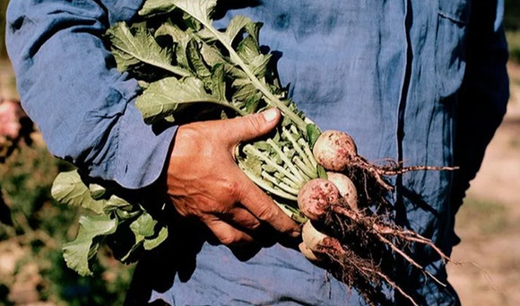 where bold flavour meets big impact